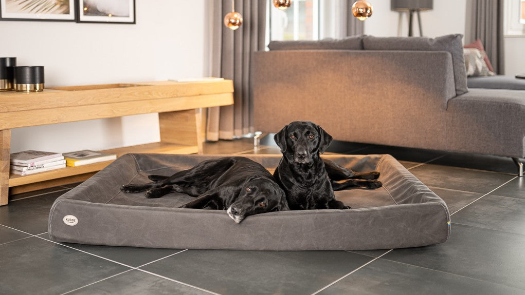 Die richtige Hundebett-Größe finden: so schläft dein Hund gesünder und entspannter