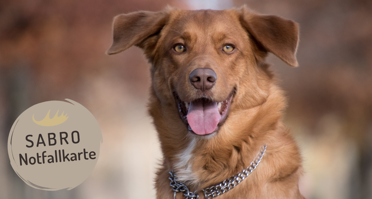 Sinnvolles Extra: Notfallkarte für Hunde