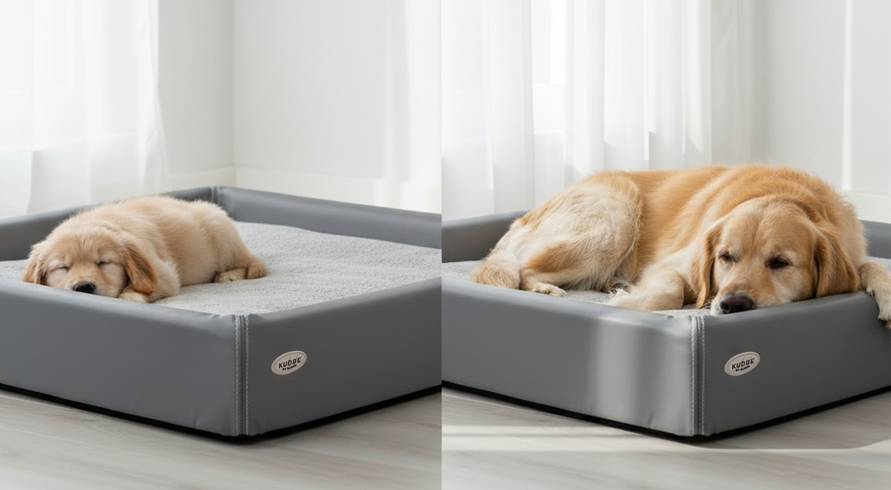 Warum gesunder Schlaf für Welpen und ältere Hunde so wichtig ist