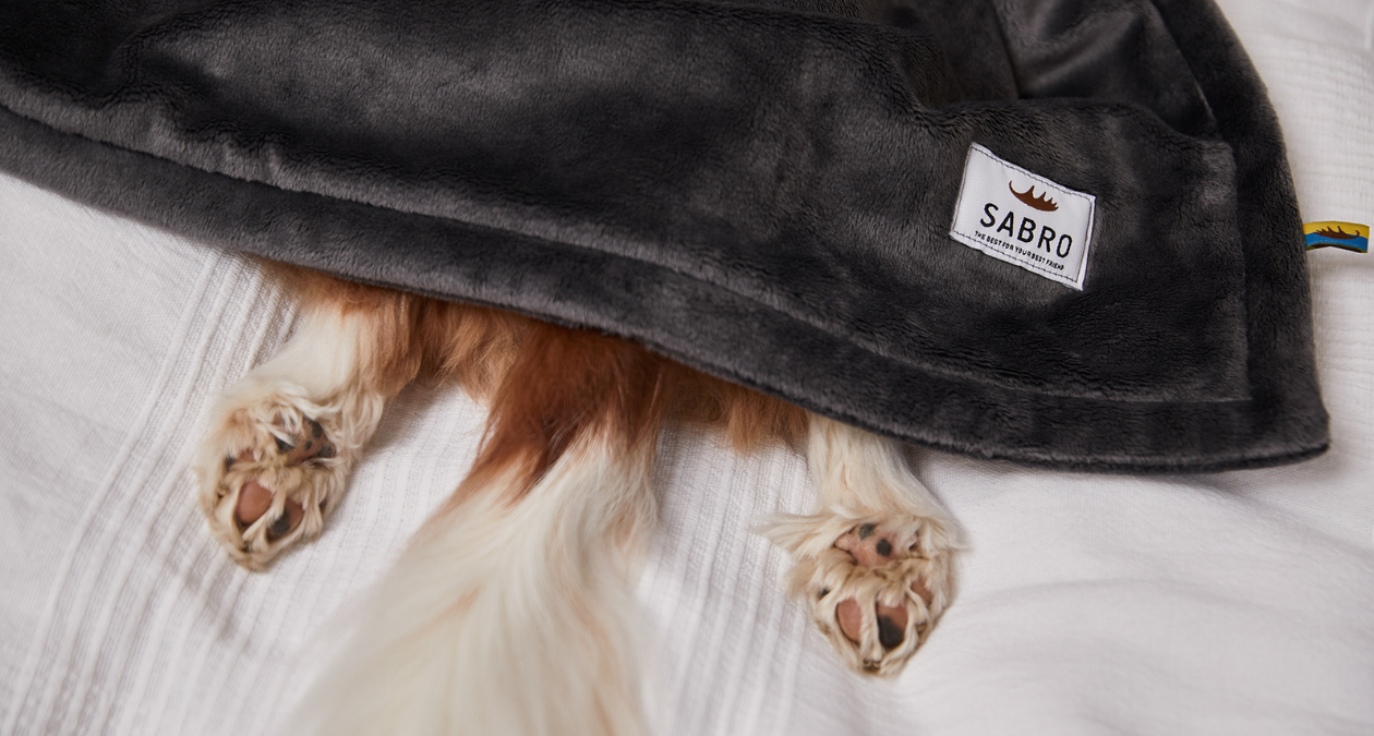 Brauchen Hunde im Winter eine Decke? Die Vorteile für deinen Vierbeiner