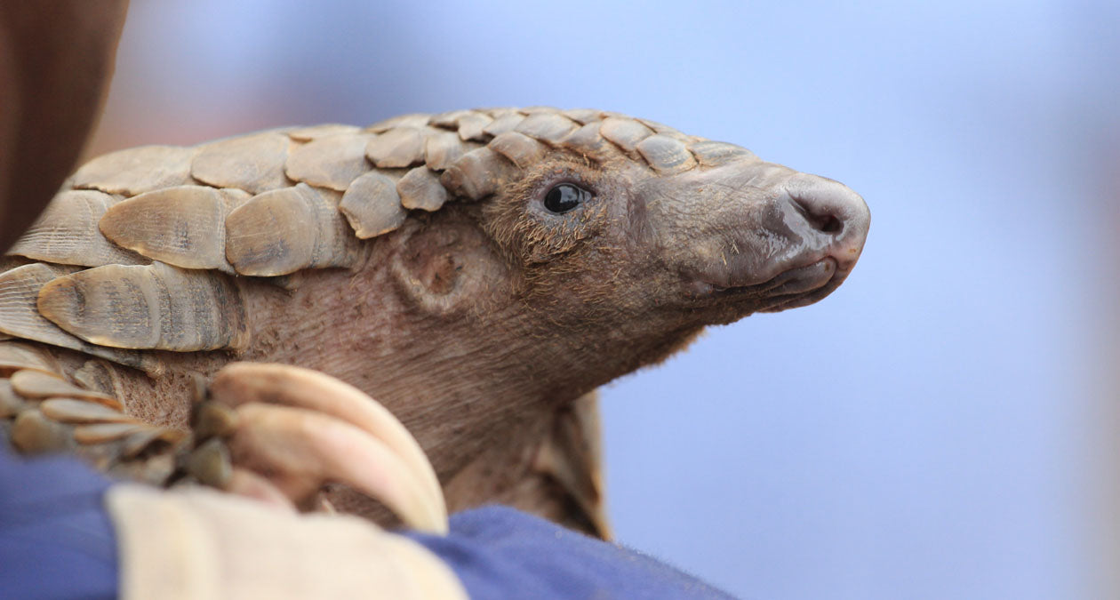 Das Pangolin: ein stark gefährdetes Schuppentier