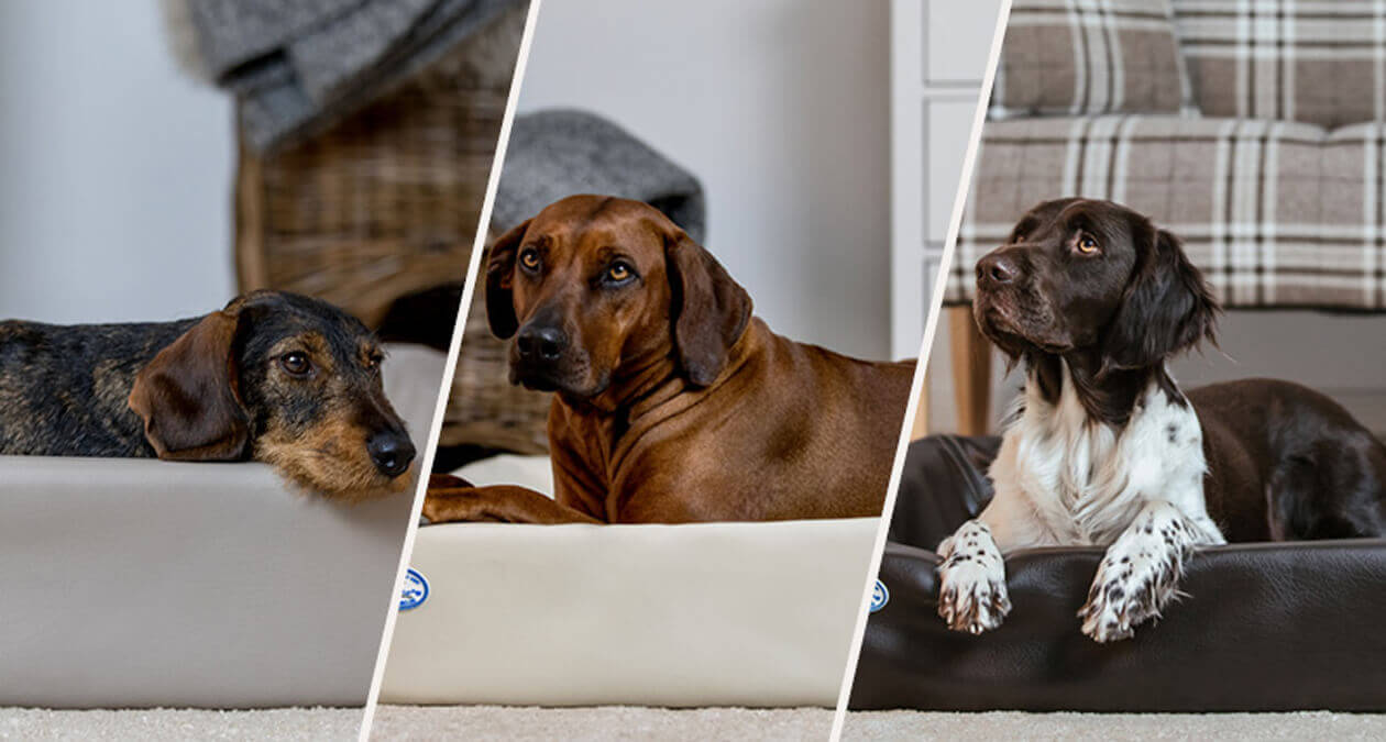 Rasseportrait Jagdhunde: Dackel Jagdhund - Rhodesian Ridgeback - Münsterländer