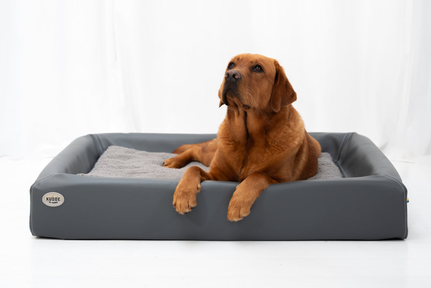 Labrador im KUDDE stone