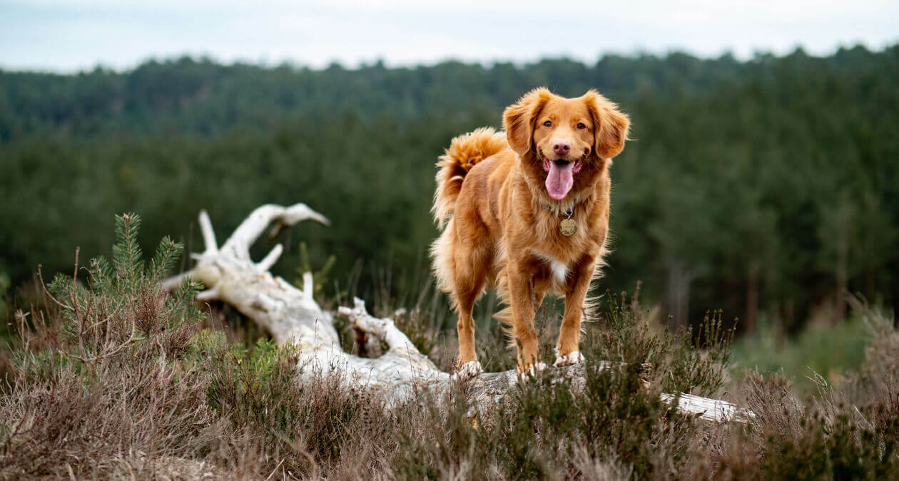 Wandern mit Hund: vier Pfoten auf Tour