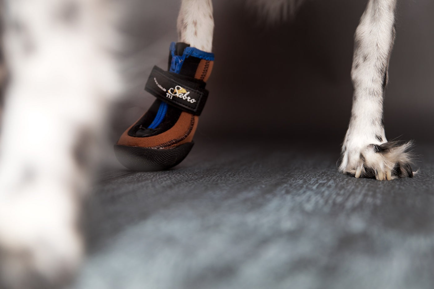 Schuhe für Hunde