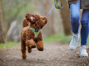 Hundegeschirr COMFORT WALK GO