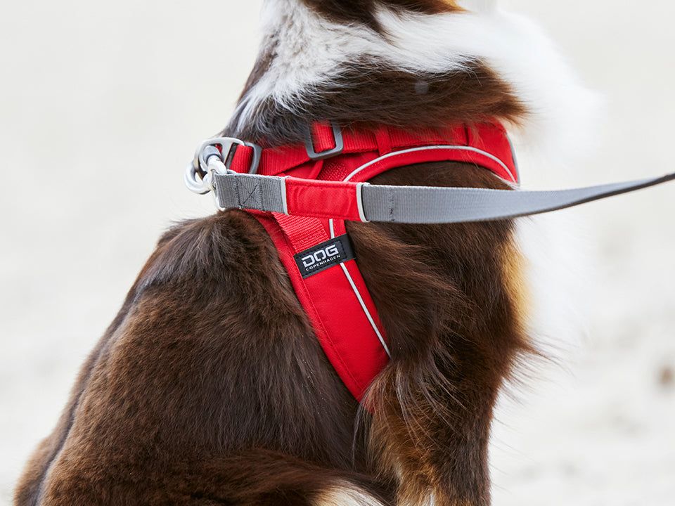 Hundeleine V2 URBAN TRAIL LEASH