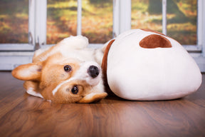 Ankuschelhund TOBI