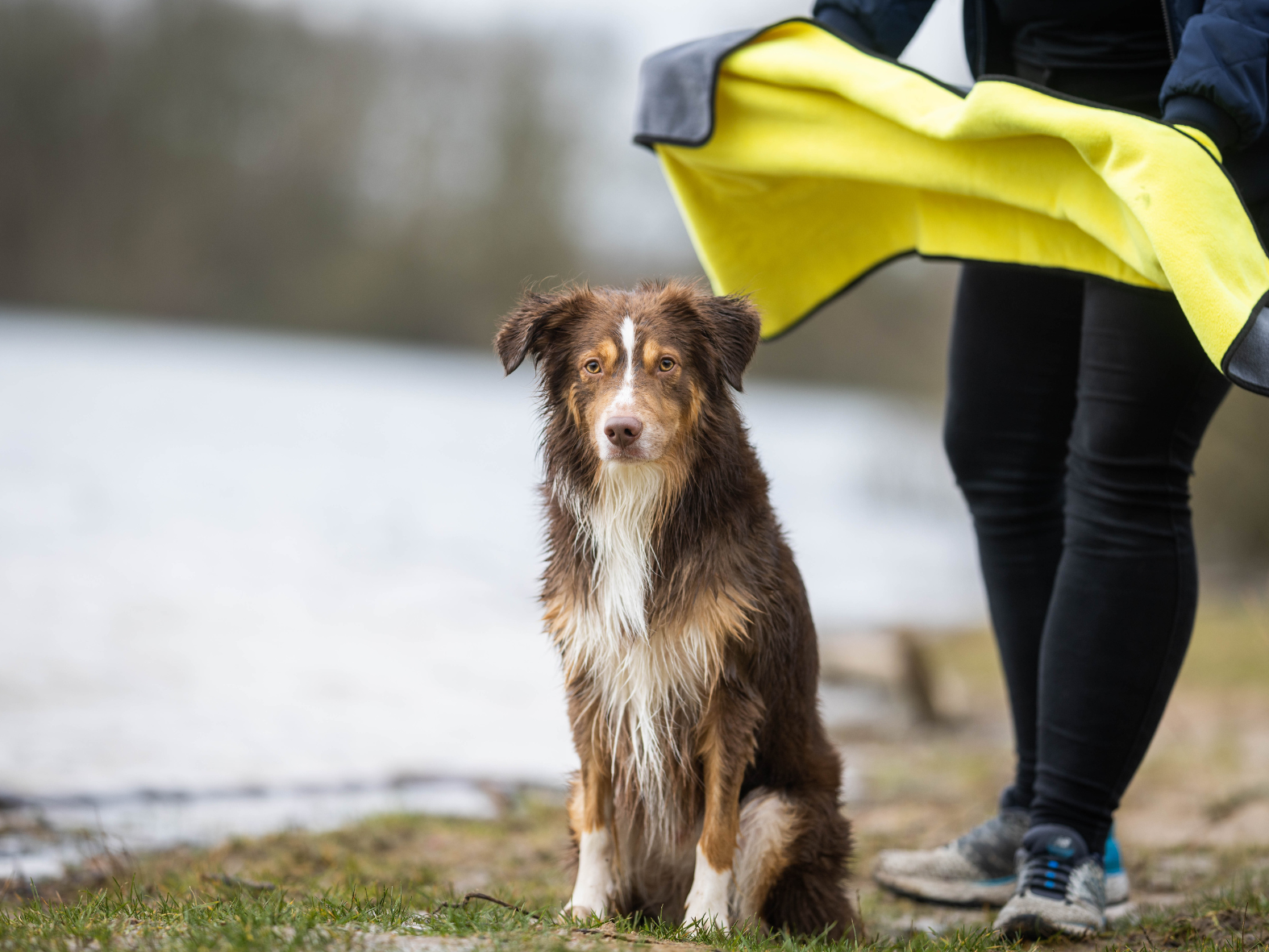 Handtuch BUDDY für Hunde