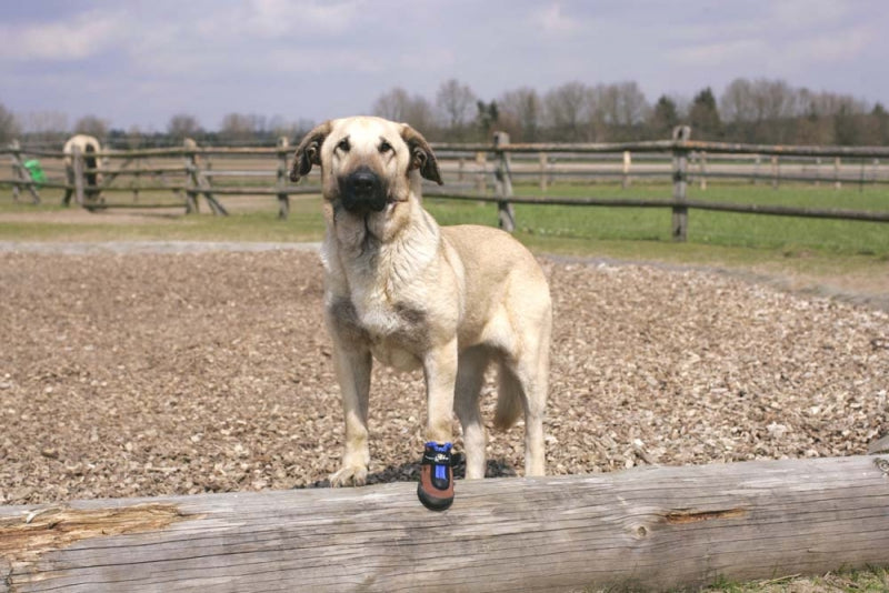 Hundeschuhe TOFFLER Pfotenschutz