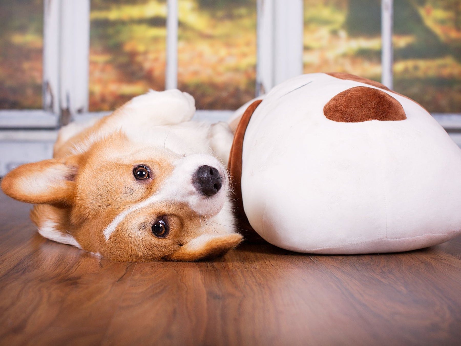 Ankuschelhund TOBI